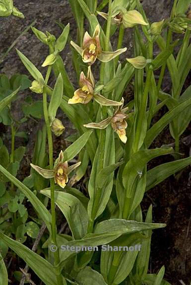 epipactis gigantea 1 graphic